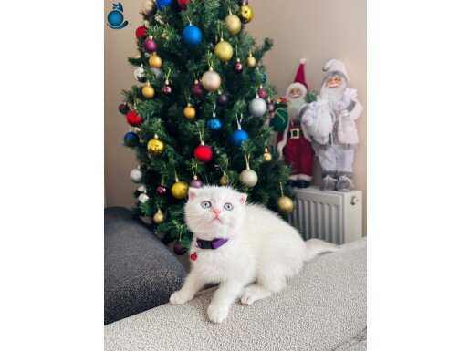 Scottish Fold Sıfır Kulak Yavrular 