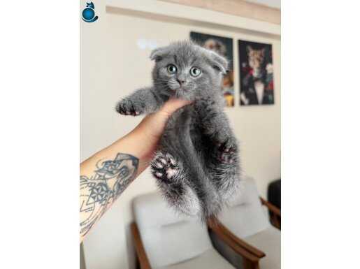 Scottish Fold Blue Yavru 