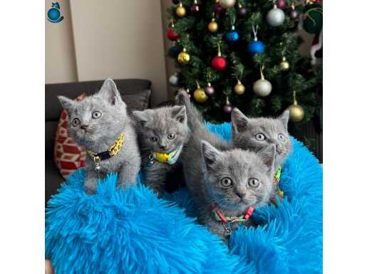 Safkan British Shorthair Blue yavrular 