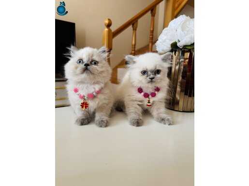 Birbirinden Tatlı Longhair Yavrular 