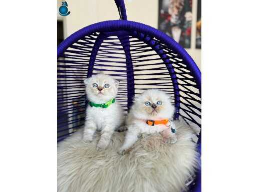 Show Kalite Scottish Fold Bluepoint Bebekler 