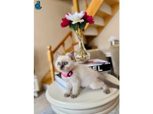 British Shorthair Bluepoint Dişi Erkek Yavrular 