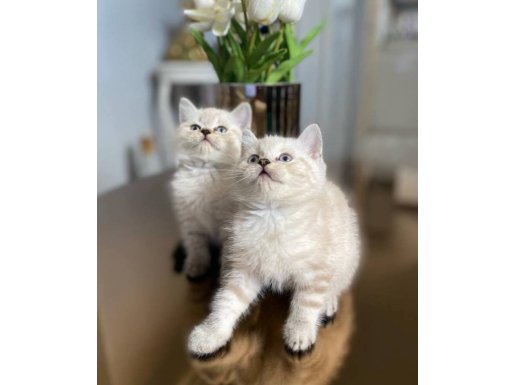 British Shorthair Lynx Point Yavrular 