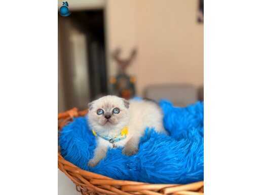 Scottish Fold Bluepoint Bebekler 