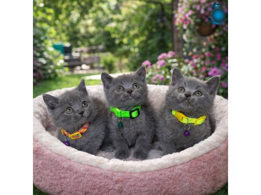 Safkan British Shorthair Blue yavrular 