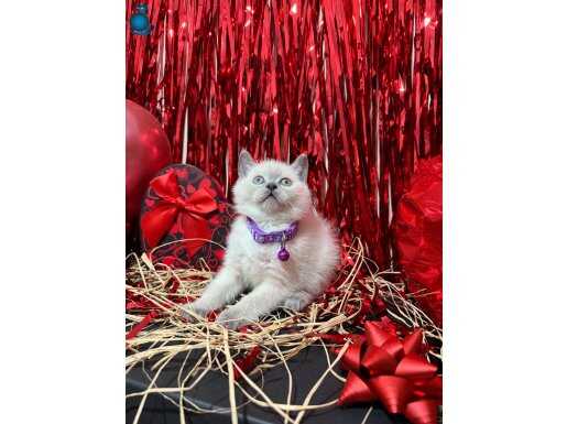 British Shorthair Bluepoint Bebekler 