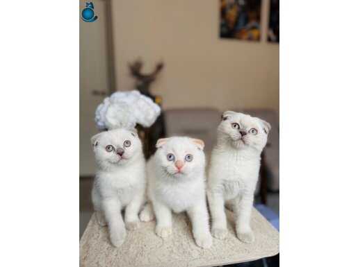 Scottish Fold yavrular 
