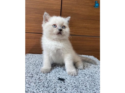 British Shorthair Bluepoint Dişi Erkek 