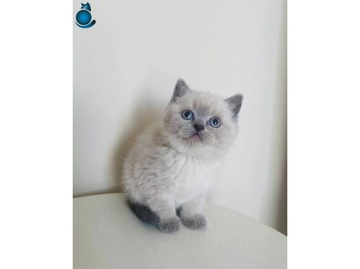 British Shorthair Bluepoint 