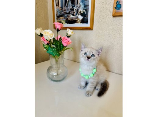British Shorthair Silver Point Safkan Yavrular 