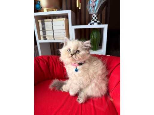 British Longhair Bluepoint Bebekler 