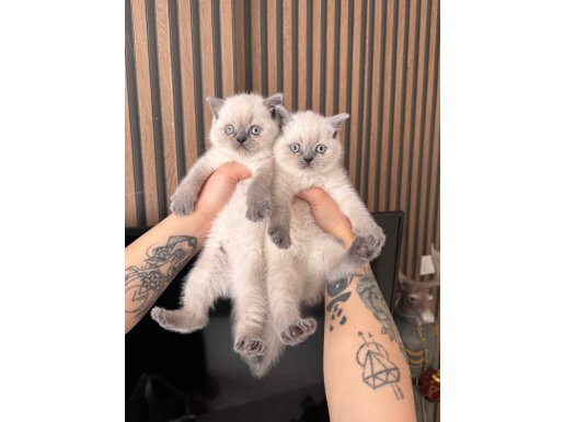 Safkan British Shorthair Bluepoint Yavrular 