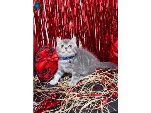 Safkan British shorthair silver yavrular 