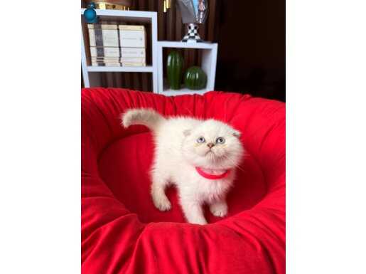 Scottish Fold Sıfır Kulak Silver Point Yavru
