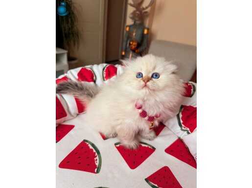 Scottish Fold Longhair Silver Point 