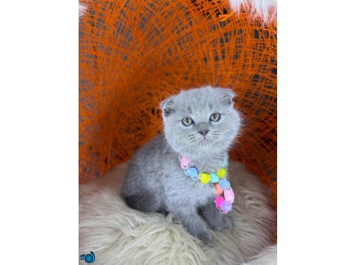 Top Kafa Scottish Fold Yavru 