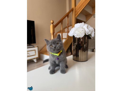 Ayıcık Surat Safkan British Shorthair Yavru 