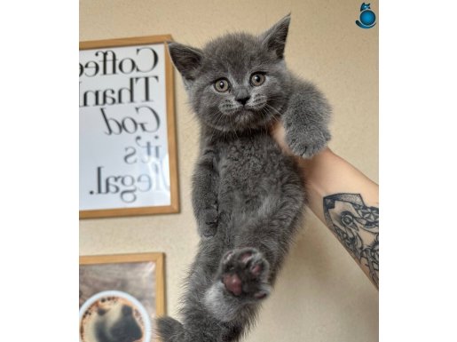 Safkan British Shorthair yavru 