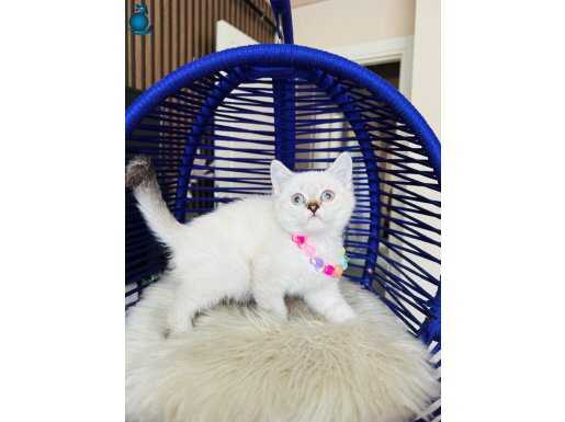 British Shorthair Chocolate Point Silver Point Yavrular 
