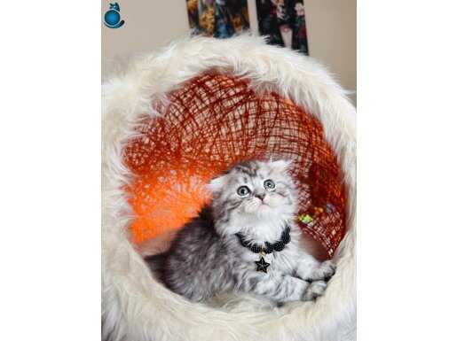 Scottish Fold Silver Yavru