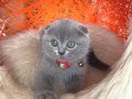 Scottish Fold Top Kafa Yavru