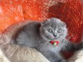 Scottish Fold Top Kafa Yavru