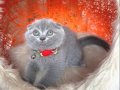 Scottish Fold Top Kafa Yavru