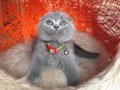 Scottish Fold Top Kafa Yavru