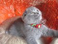 Scottish Fold Top Kafa Yavru