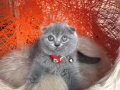 Scottish Fold Top Kafa Yavru