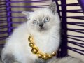 Okyanus derinliğinde Safkan British Shorthair Bluepoint 