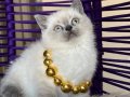 Okyanus derinliğinde Safkan British Shorthair Bluepoint 