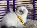 Okyanus derinliğinde Safkan British Shorthair Bluepoint 