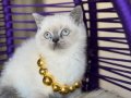 Okyanus derinliğinde Safkan British Shorthair Bluepoint 