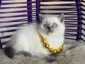 Okyanus derinliğinde Safkan British Shorthair Bluepoint 