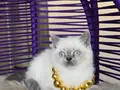 Okyanus derinliğinde Safkan British Shorthair Bluepoint 