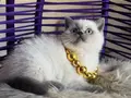 Okyanus derinliğinde Safkan British Shorthair Bluepoint 