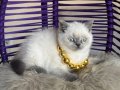 Okyanus derinliğinde Safkan British Shorthair Bluepoint 