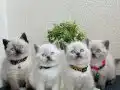 Safkan British Shorthair Yavrular 