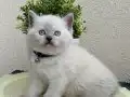 Safkan British Shorthair Yavrular 
