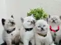 Safkan British Shorthair Yavrular 