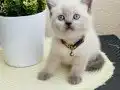 Safkan British Shorthair Yavrular 