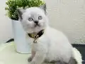 Safkan British Shorthair Yavrular 