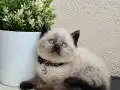 Safkan British Shorthair Yavrular 