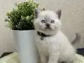 Safkan British Shorthair Yavrular 