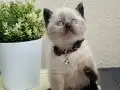 Safkan British Shorthair Yavrular 