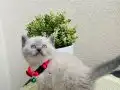 Safkan British Shorthair Yavrular 