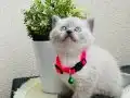 Safkan British Shorthair Yavrular 