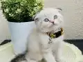 Scottish Fold Yavrular