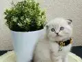 Scottish Fold Yavrular